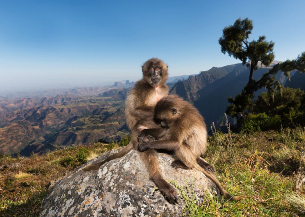 Gelada monkeys